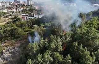 Pendik’te ormanlık alanda çıkan yangın söndürüldü