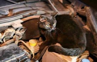 Polis aracın kaputunu açtı, motordan çıkan şaşırttı