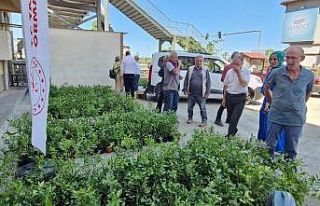 Rize’de 9 bin 500 maviyemiş fidanı üreticilere...