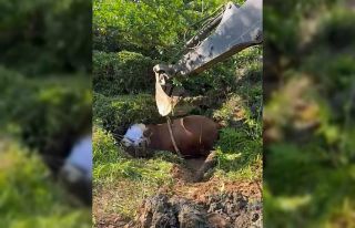 Rize’de bağını kopararak çukura düşen boğa...