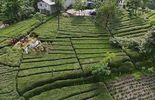 Rize’nin yeni gözdesi: Baklava görünümlü çay...