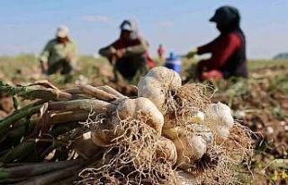 Rusya, Almanya ve İspanya’nın antibiyotiği Aksaray...