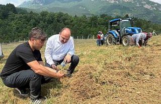 Safranbolu’da safran soğanı hasadı başladı