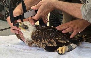 Şah kartalları ve leylekler halkalanıyor