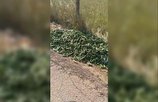 Salatalıkları sokağa attılar