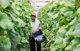 Salatalıkta hem sera, hem tarla bereketi