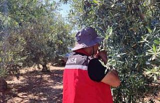 Salihli’de ‘zeytin güvesi’ alarmı