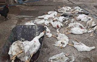 Samsun’da 26 kaz telef oldu