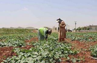 Şanlıurfa’da ata tohumu hasadı gerçekleştirildi
