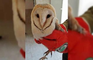 Şanlıurfa’da bitkin halde bulunan peçeli baykuş...