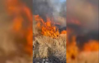 Şanlıurfa’da buğday tarlası küle döndü