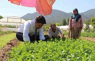Sarıcakaya Kaymakamı kolları sıvayıp hasat için...