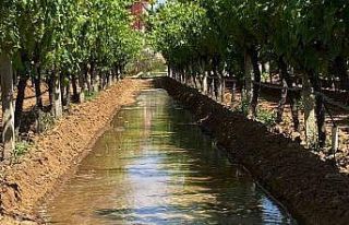 Sarıgöl üzüm bağlarında sulama dönemi başladı