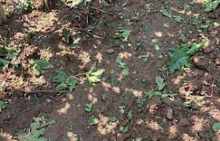 Sarıgöl’de dolu ve fırtına korkuttu