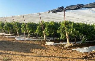 Sarıgöl’de üzüm bağları örtü altına alınıyor