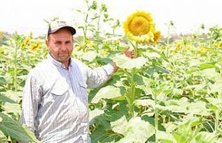 Sarının en güzeli: Ayçiçeği tarlaları görsel...