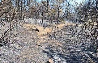 Şarköy’de çıkan orman yangını havadan ve karadan...