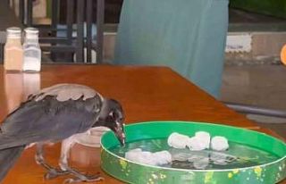 Sıcağa dayanamayan karga çarşı çarşı dolaşıp...