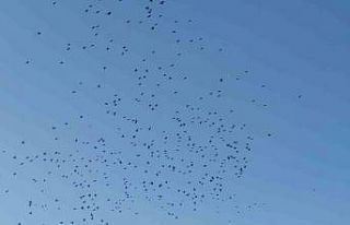 Sığırcık kuşlarının gökyüzündeki dansı...