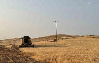 Siirt’te buğday hasadı: Çiftçiler umduklarını...