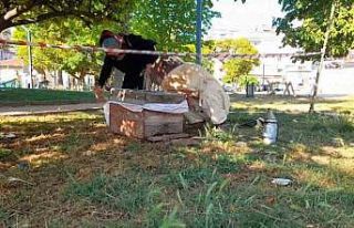 Sinop kent merkezinde arılar ağaca oğul verdi