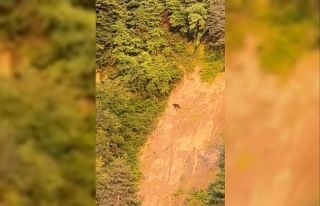 Sinop’ta ayı görüntülendi