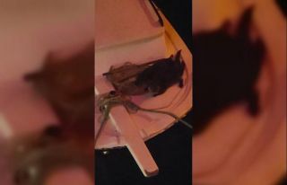 Sinop’ta iki su samuru görüldü