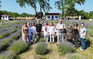 Sinop’ta lavanta kokulu gastronomi buluşması:...