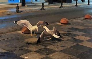 Sinop’ta martıların kavga anı kamerada