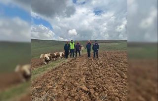 Sivas’ta kaybolan 9 büyükbaş hayvan, dronla bulundu