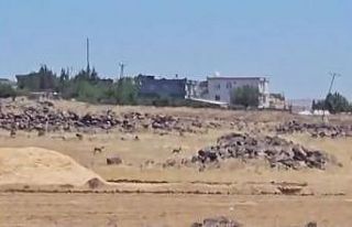 Siverek’te nesli tükenme tehlikesi altındaki ceylanlar...