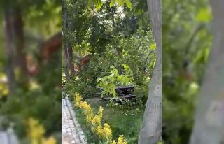 Söğütlük Kent Ormanı’nda faciadan dönüldü:...