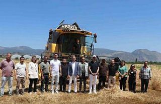 Söke Belediyesi’nde yeni sezonun buğday hasadı