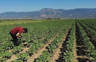 Söke’de ayçiçeği tarlaları taranıyor