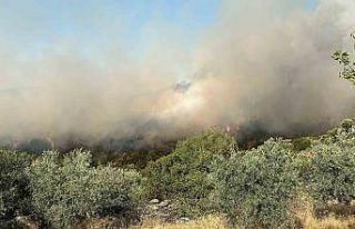 Söke’de zirai alan yangını