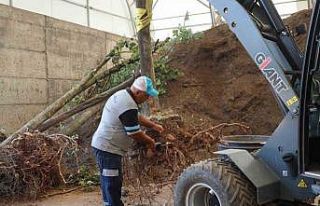 Sökülen ağaçlar korunuyor