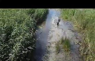 Sülük toplamak için gitti kayboldu