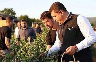 Süper meyvenin hasadını vali elleriyle yaptı