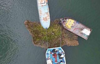 Tabiat varlığı yüzen adalar baraj ortasına sabitleniyor