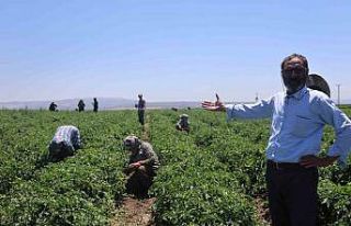 Tarım işçileri kavurucu sıcakta 800 TL yevmiyeyle...