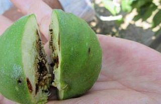 Tarım ve Orman İl Müdürlüğü uyardı: "İlek...