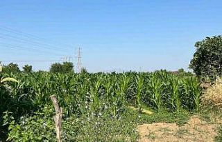 Tarlada akrabasını öldürüp kayıplara karıştı