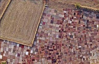 Tarlalarda milyonluk halı nöbeti başladı