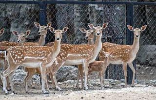 Tarsus Doğa Parkı’nda yavru sevinci