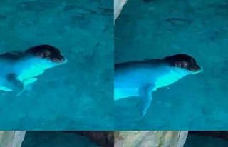 Tatilciler, mağarada Akdeniz fokuyla karşılaştı