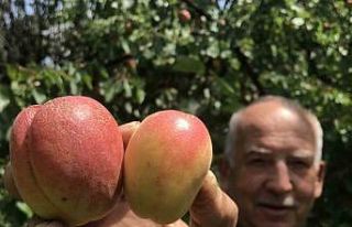 Tazesi 100 kurusu bin lira