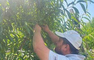 "Tek tek" günde 1200 lira kazanıyorlar