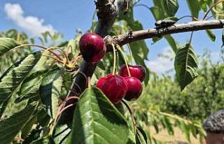Tekirdağ’da bahçede kiraz 130 ile 250 TL arasında