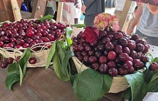 Tekirdağ’da "Kiraz Festivali" coşkuyla...