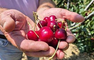 Tekirdağ’da kirazda kalite yükseldi: 3 bin ton...